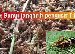 Suara Jangkrik Mengusir Tikus